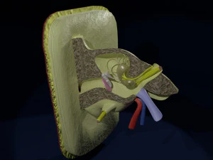 Ear anatomy cross section model 3D Model