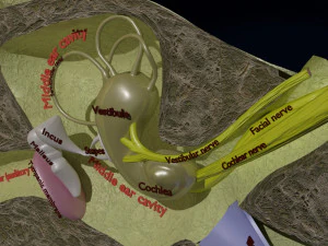 Ear anatomy cross section model 3D Model