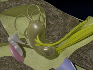 Ear anatomy cross section model Modèle 3D