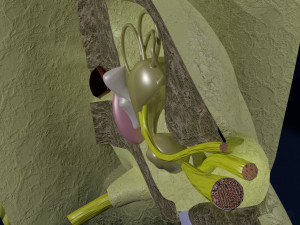 Ear anatomy cross section model Modèle 3D