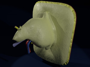 Ear anatomy cross section model Modèle 3D