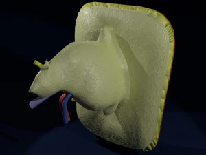 Ear anatomy cross section model 3D Model