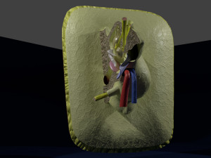 Ear anatomy cross section model Modèle 3D