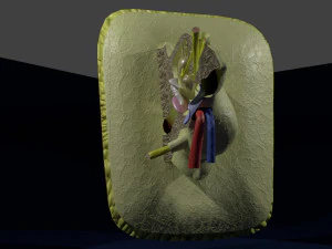 Ear anatomy cross section model 3D Model