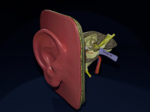 Ear anatomy cross section model Modèle 3D