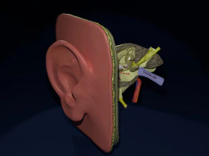 Ear anatomy cross section model 3D Model