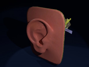 Ear anatomy cross section model Modèle 3D