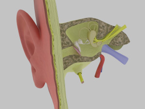 Ear anatomy cross section model Modèle 3D