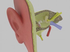 Ear anatomy cross section model Modèle 3D