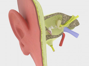 Ear anatomy cross section model Modèle 3D