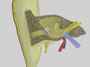Ear anatomy cross section model Modèle 3D