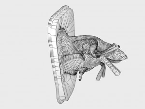 Ear anatomy cross section model 3D Model