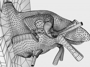 Ear anatomy cross section model Modèle 3D
