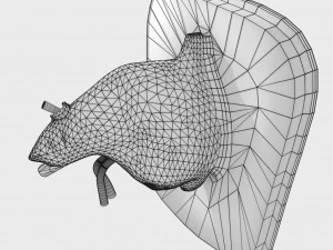 Ear anatomy cross section model 3D Model