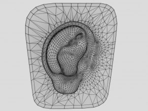 Ear anatomy cross section model 3D Model