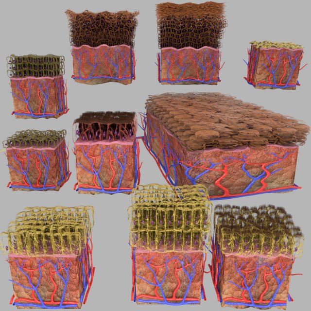 Epithelial cells types collection 3D Modelo 3D .c4d .max .obj .3ds .fbx .stl .blend 