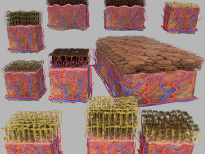 Epithelial cells types collection 3D Model 3D