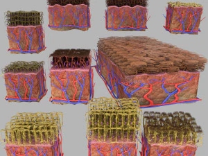 Colecci&oacute;n de tipos de c&eacute;lulas epiteliales modelo 3d. Modelo 3D