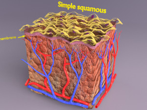 Epithelial cells types collection 3D Modelo 3D