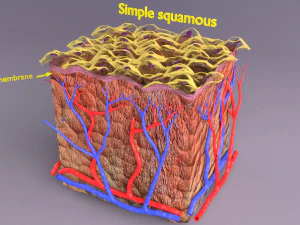 Epithelial cells types collection 3D 3D Model