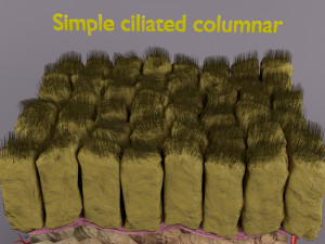 Epithelial cells types collection 3D Modelo 3D