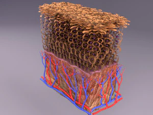 Epithelial cells types collection 3D 3D Model