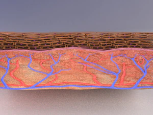 Epithelial cells types collection 3D 3D Model