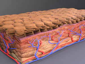 Epithelial cells types collection 3D 3D Model