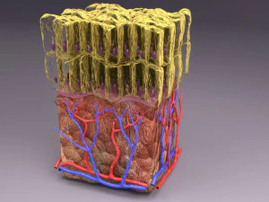 Epithelial cells types collection 3D 3D Model