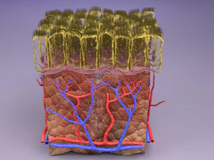 Epithelial cells types collection 3D 3D Model