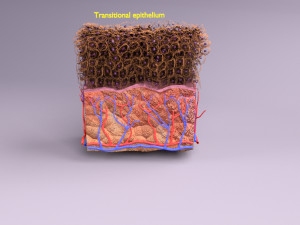Epithelial cells types collection 3D Modelo 3D