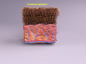 Epithelial cells types collection 3D 3D Model