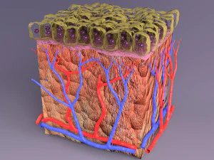 Epithelial cells types collection 3D 3D Model
