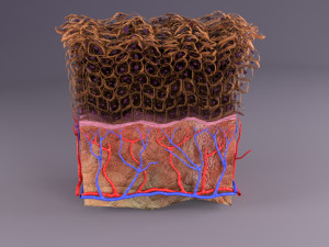 Epithelial cells types collection 3D Modelo 3D