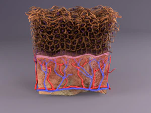 Epithelial cells types collection 3D 3D Model