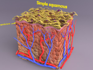Epithelial cells types collection 3D Modelo 3D