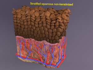 Epithelial cells types collection 3D Modelo 3D