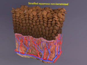 Epithelial cells types collection 3D 3D Model