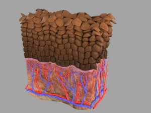 Epithelial cells types collection 3D 3D Model