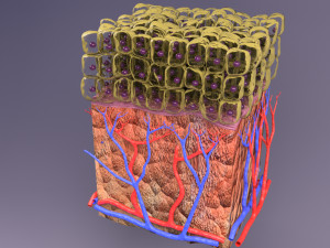 Epithelial cells types collection 3D Modelo 3D