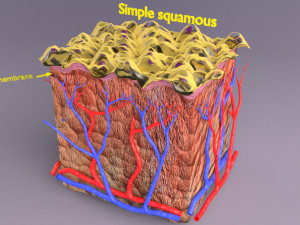 Epithelial cells types collection 3D Modelo 3D