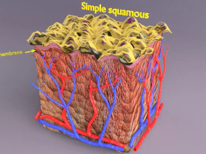 Epithelial cells types collection 3D 3D Model