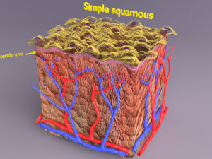 Epithelial cells types collection 3D Modelo 3D