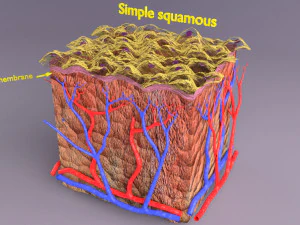 Epithelial cells types collection 3D 3D Model