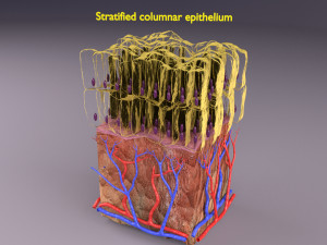 Epithelial cells types collection 3D Modelo 3D