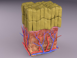 Epithelial cells types collection 3D Modelo 3D