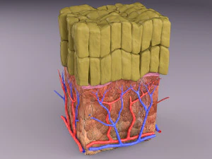 Epithelial cells types collection 3D 3D Model
