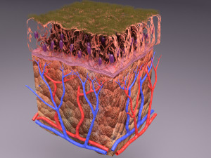 Epithelial cells types collection 3D Modelo 3D