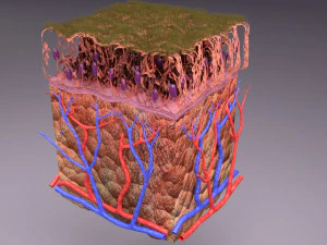 Epithelial cells types collection 3D 3D Model