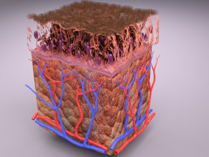 Epithelial cells types collection 3D Modelo 3D